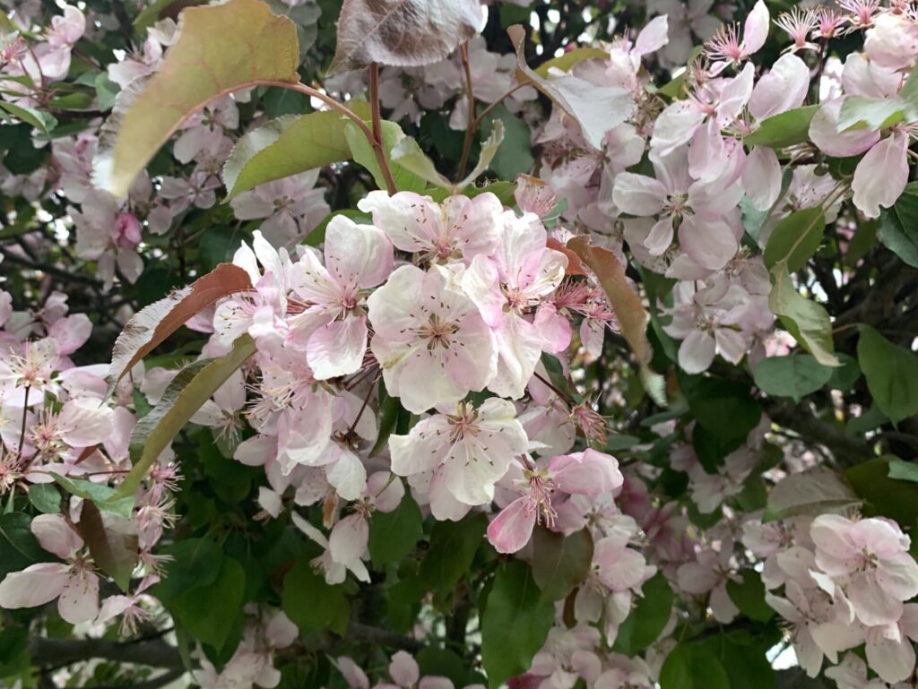 Spring Flowers